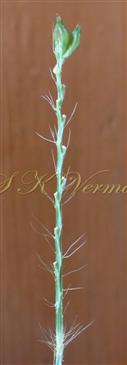 Setae at base and in between spikelets in raceme